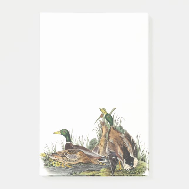 Post-it® Mallard par Audubon (Devant)