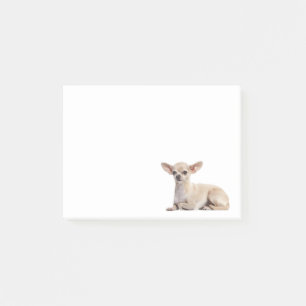 Post-it® Maman Chien Chihuahua Chiots Sauvetage Adoption