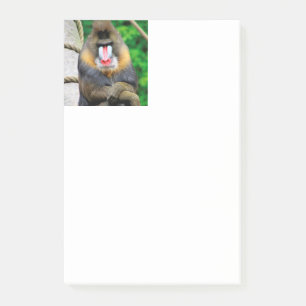 Post-it® Mandrill 001