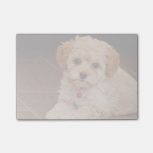 Post-it® Mélange de caniche de bébé ou chiot maltais de