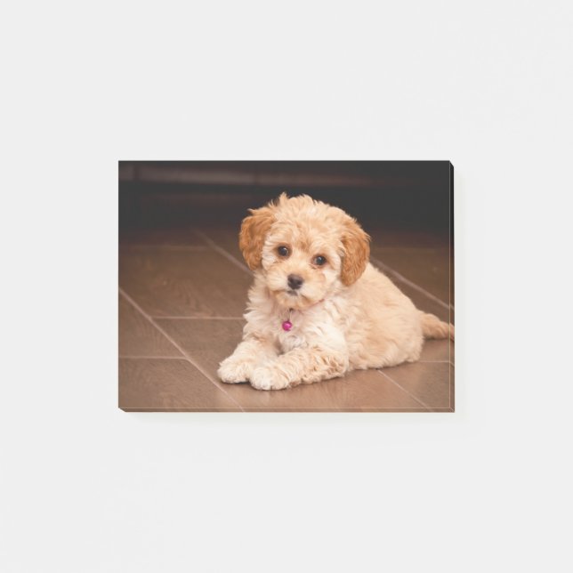 Post-it® Mélange de caniche de bébé ou chiot maltais de (Devant)