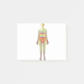 Post-it® Neurologie des dermatomes sensoriels