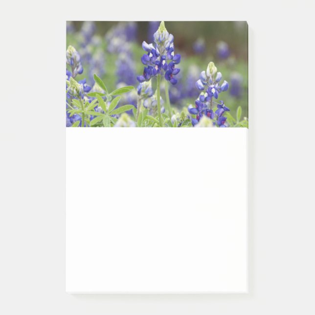 Post-it® Notes de post-it de champ de Bluebonnet (Devant)