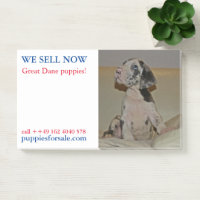 Notes de vente de chiots affichées