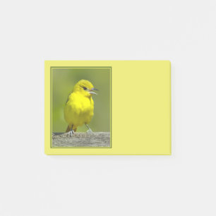 Post-it® Oriole de Baltimore - Photographie originale