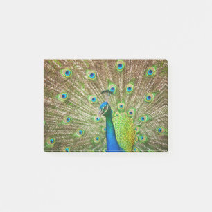 Post-it® Pacock