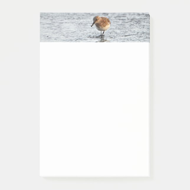 Post-it® Papier photo Sandpiper Bird 4x6 Notes (Devant)