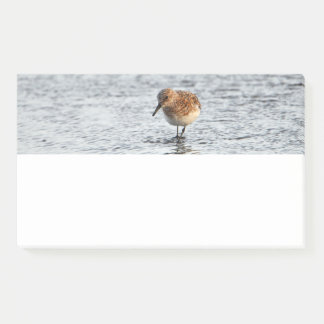 Post-it® Papier photo Sandpiper Bird Note Pad