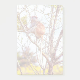 Post-it® Patas est au sommet d'un arbre