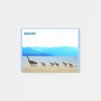 Patrouille côtière - Oies du Canada