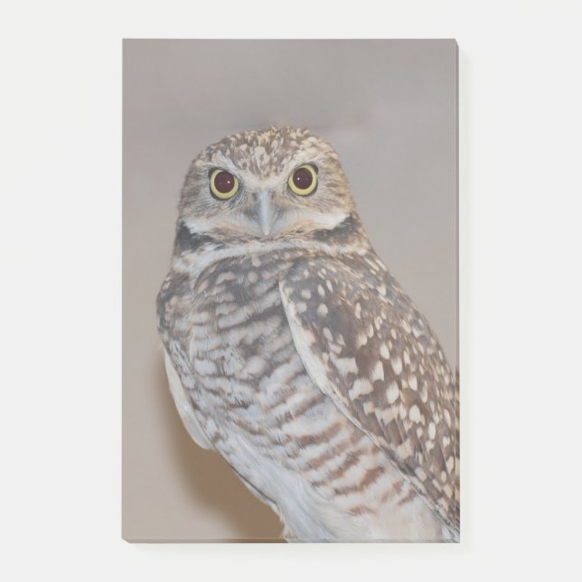 Post-it® Petit hibou (Devant)