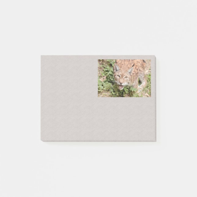 Post-it Photo chat, lynx, animaux (Devant)