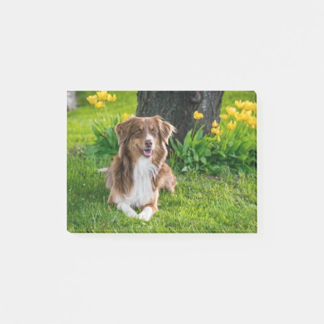 Post-it® Photo personnalisée pour chien de compagnie (Devant)