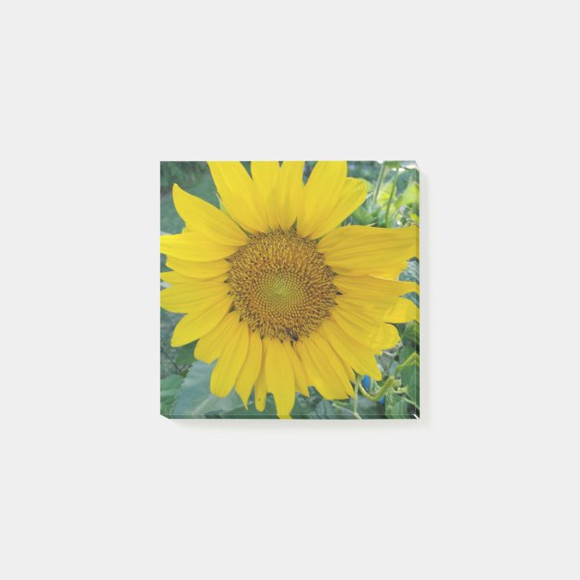 Post-it® Photo tournesol (Devant)