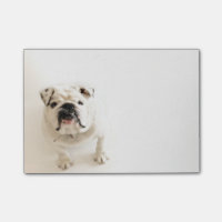 Photographie blanche loyale de bouledogue