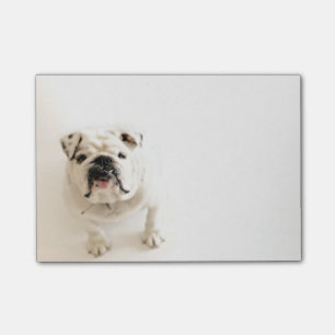 Post-it® Photographie blanche loyale de bouledogue