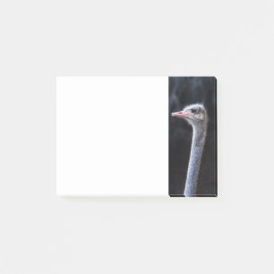 Post-it® Photographie d'autruche