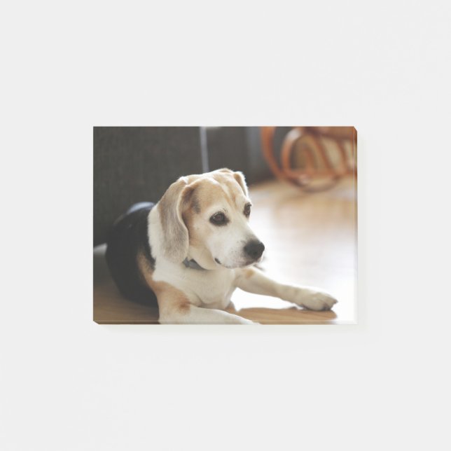Post-it® Plan rapproché de chiot sain de beagle (Devant)