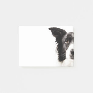 Post-it® Portrait de border collie