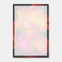 Portrait de l'orchidée de Cattleya