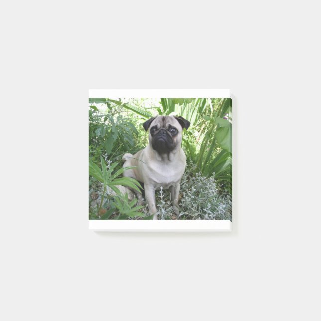 Post-it® pug assis (Devant)