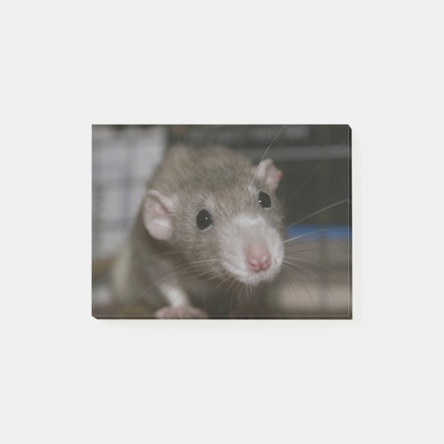Post-it® Rat curieux (Devant)