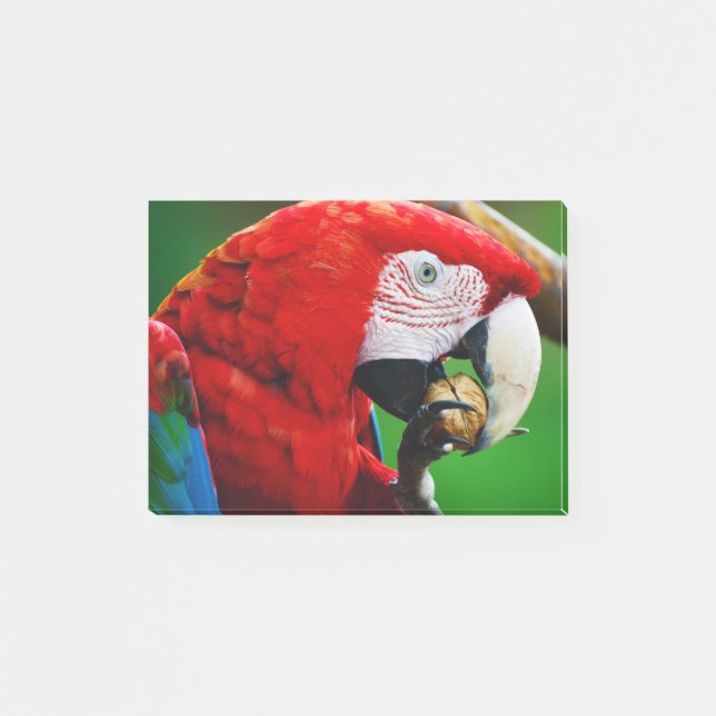 Post-it® Red-and-green Macaw (Devant)