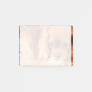 Post-it® Sweet Ruby Cavalier King Charles Spaniel