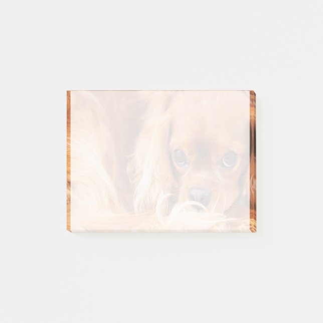 Post-it® Sweet Ruby Cavalier King Charles Spaniel (Devant)