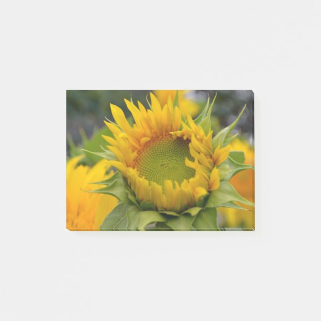 Post-it® Tournesol de bourgeonnement (Devant)