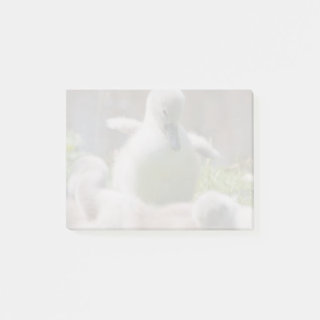 Post-it® Trois canetons de jeune cygne de cygne de bébé (Devant)