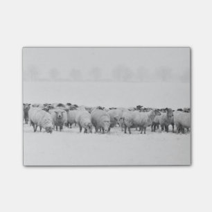Post-it® Troupeau de moutons d'hiver