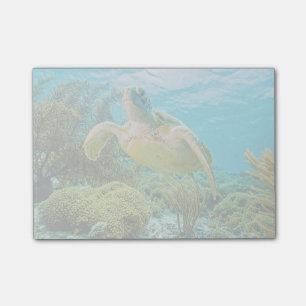 Post-it® Une Tortue Verte Sur Les Récifs Peu Profonds De Bo