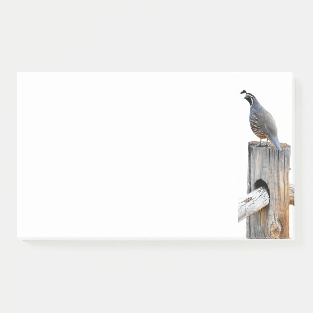 Post-it® Valley Quail Photo 10x6 Notes Papeterie (Devant)