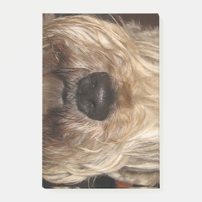 Post-it® wheaton enduit mou terrier.png (Devant)