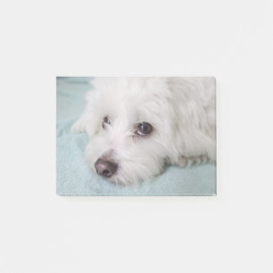 Post-it® Yeux de Tulear Puppy de coton