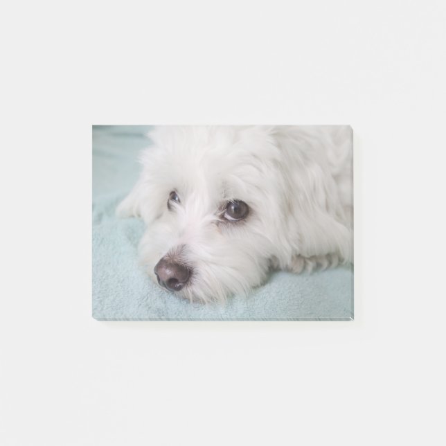 Post-it® Yeux de Tulear Puppy de coton (Devant)