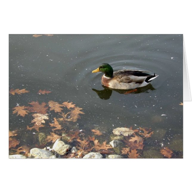 Postage de Mallard d'automne (Devant horizontal)