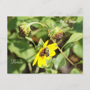 Postale Abeille sur les marguerites jaunes Floride carte p