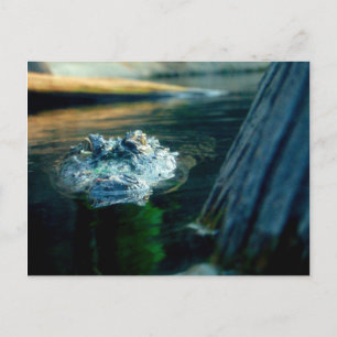 Postale Alligator américain la Caroline du Nord de CARTE