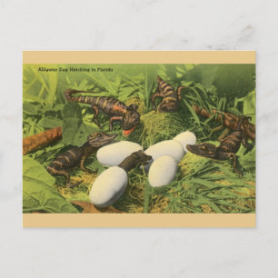 Postale Alligator vintage OEuf Hatching en Floride Carte p