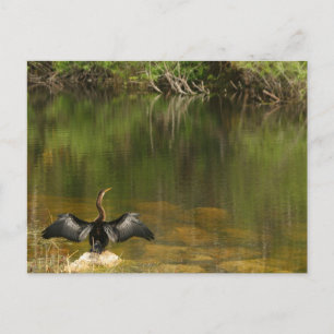 Postale Anhinga dans les Everglades - Carte de visite