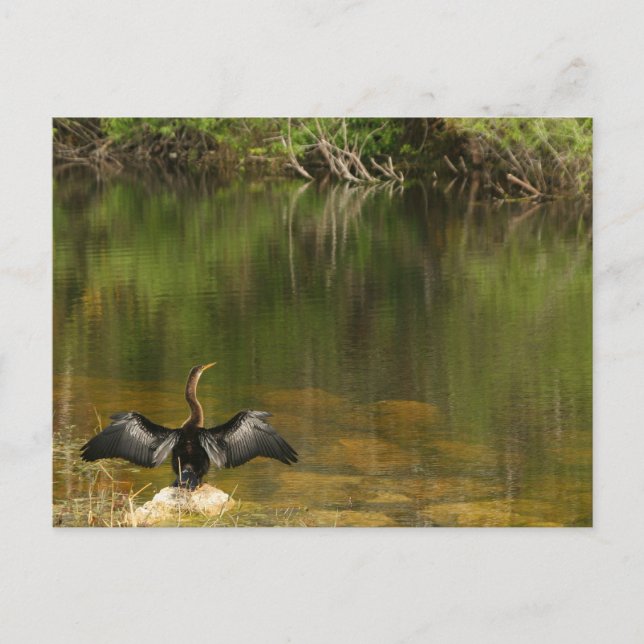 Postale Anhinga dans les Everglades - Carte de visite (Devant)