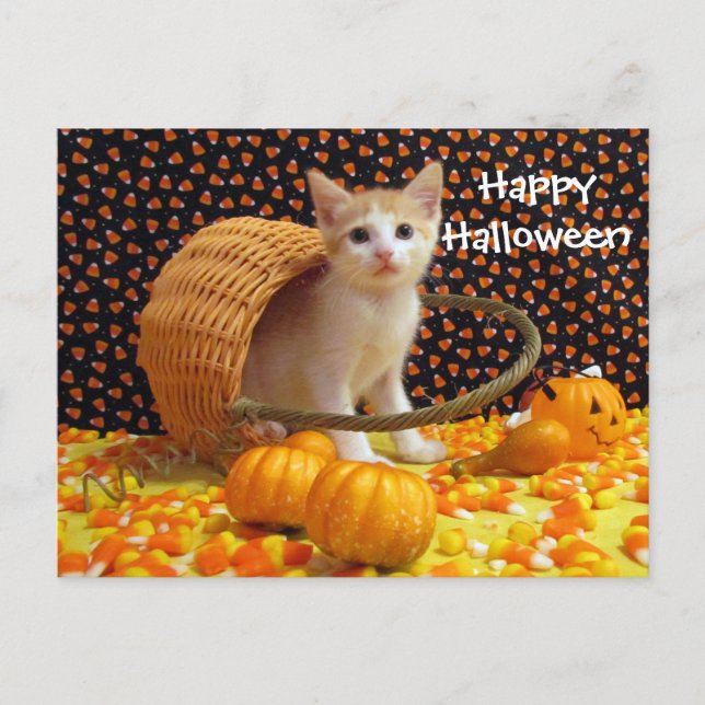 Postale Annie's Sweet Halloween Chat / Kitten Carte postal (Devant)