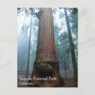 Postale Arbre de séquoia géant à Grant Grove, CA Carte pos