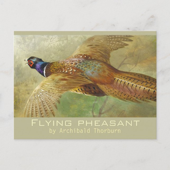Postale Archibald Thorburn Flying Pheasant CC0679 Carte po (Devant)