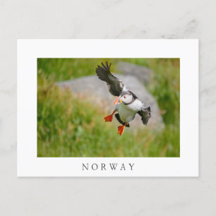 Postale Atlantic Puffin oiseau volant texte blanc carte po