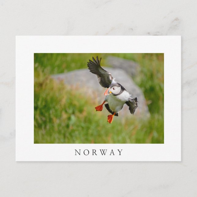 Postale Atlantic Puffin oiseau volant texte blanc carte po (Devant)