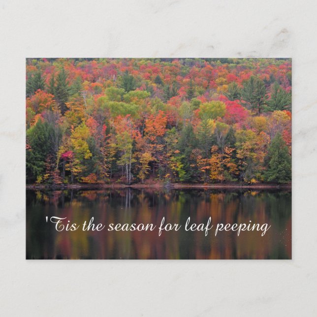 Postale Automne Feuilles Automne Couleur Scène Carte posta (Devant)