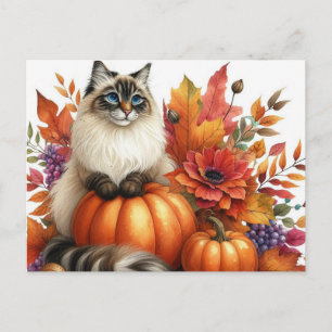 Postale Automne Feuilles Citrouilles et Ragdoll Cat carte